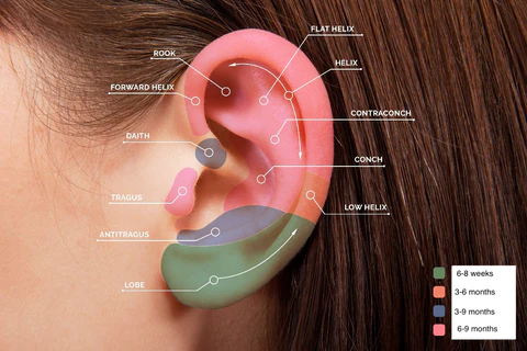 A timeline infographic showing different healing phases Image source from cura piercing